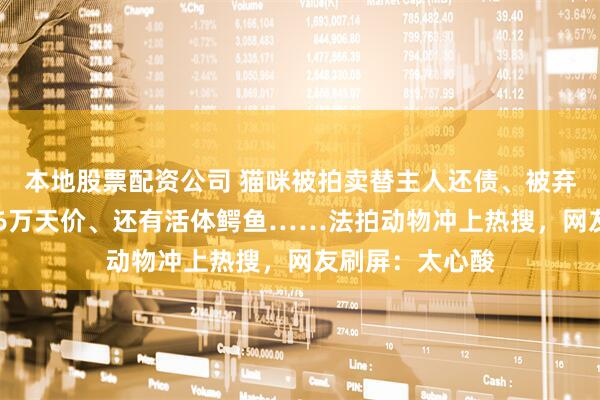 本地股票配资公司 猫咪被拍卖替主人还债、被弃7年柴犬拍出16万天价、还有活体鳄鱼……法拍动物冲上热搜，网友刷屏：太心酸