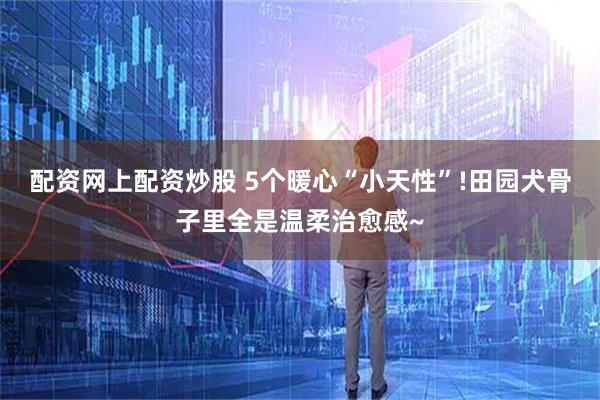 配资网上配资炒股 5个暖心“小天性”!田园犬骨子里全是温柔治愈感~